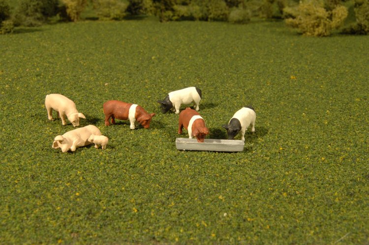 Pigs - O Scale - Click Image to Close