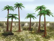 (image for) 4"- 6" Palm Trees