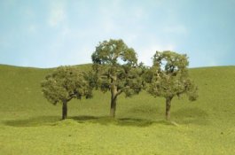 2.5" - 3.5" Walnut Trees [WF]