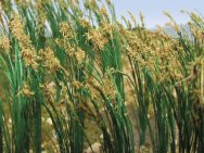 (image for) Reeds - 1" Tall (40 per pack)