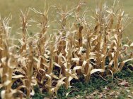 (image for) Dried Corn Stalks (30 per pack)