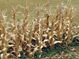 Dried Corn Stalks (30 per pack)