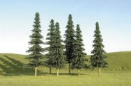 5" - 6" Spruce Trees